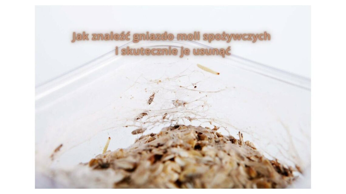 Jak znaleźć gniazdo moli spożywczych i skutecznie je usunąć