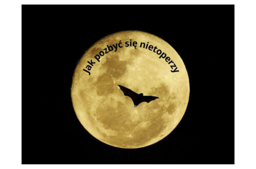 Jak pozbyć się nietoperzy– skuteczne metody i porady